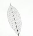 Dry transparent leaf  isolated on white background