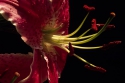 cassablanca lily