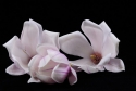 magnolienhaufen 1