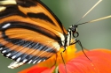 Heliconius Ismenius (Tiger ) Butterfly on Flower