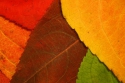 autumn leaf mosaic