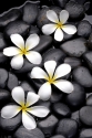 Set of frangipani flowers on pebble