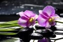 Oriental spa with orchid with and green plant on zen stones
