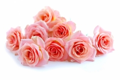 Pink roses on white