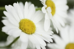 Daisies