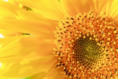yellow sunflower fragment (background)