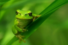 frog