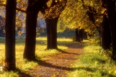 autumn avenue
