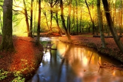 sun rays in forest