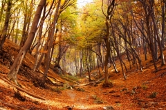 autumn trees