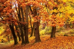 autumn forest