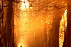 gold walker