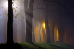 dawn and raylights