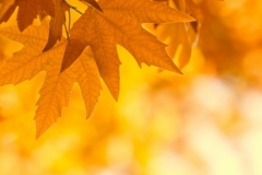 autumn leaves, very shallow focus