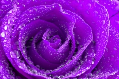 Rose with Water Drops/ background