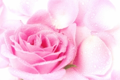 Pink Rose Petals